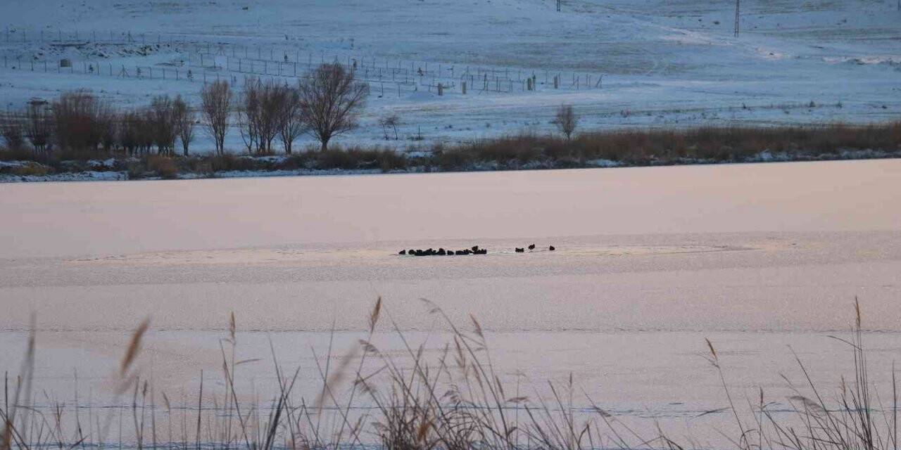 Sivas dondu, Hafik gölünün yüzeyi buz tuttu
