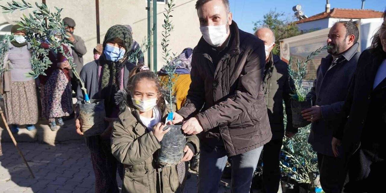 İzmit’in dönüştürülen atıkları, Milas’ta zeytin fidanı olarak toprakla buluştu