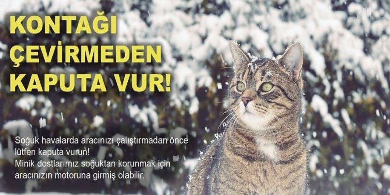 Soğuktan korunmak için girdiği aracın bagajına sıkışan kedi kurtarıldı