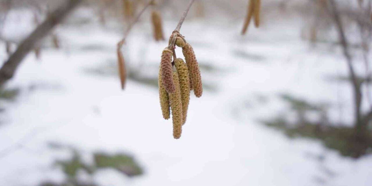 Ferrero Fındık’tan Aralık ayında tarımsal uygulama önerileri