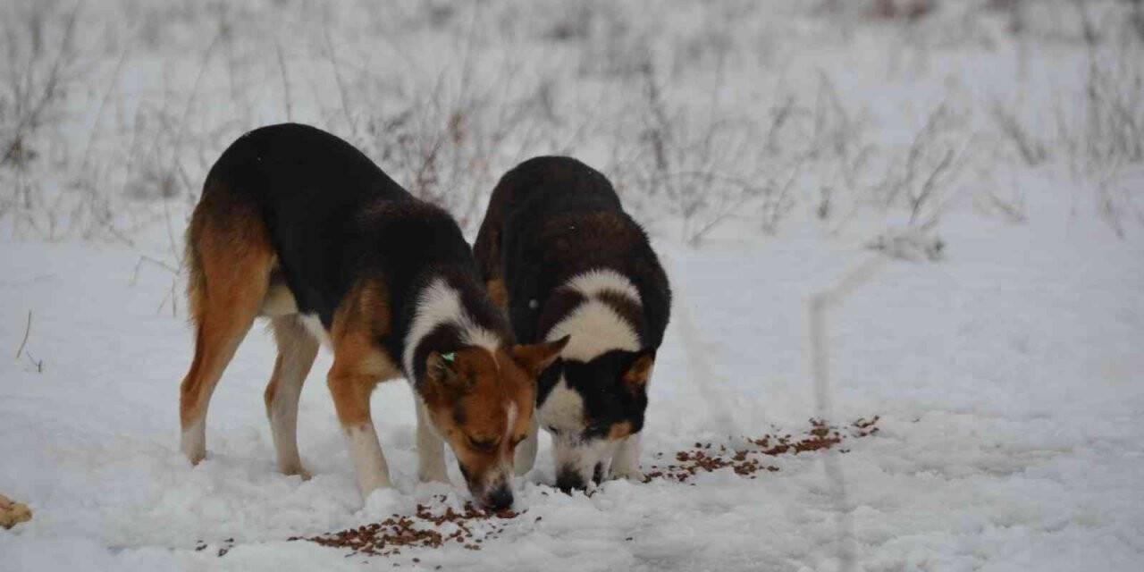 Alaplı Belediyesi, sokak hayvanlarını unutmadı