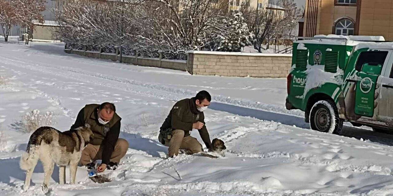 Van polisi sokak hayvanları için seferber oldu