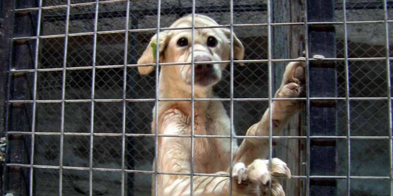 Sokak hayvanlarının 5 yıldızlı oteli: Pati Evi