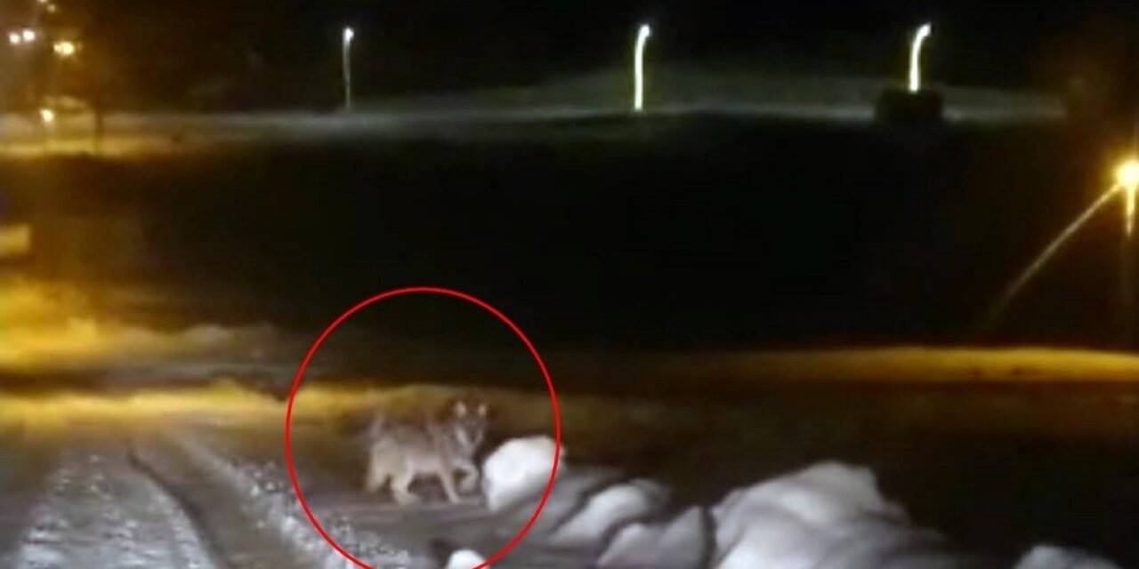 Aç kalan kurt şehir merkezine indi