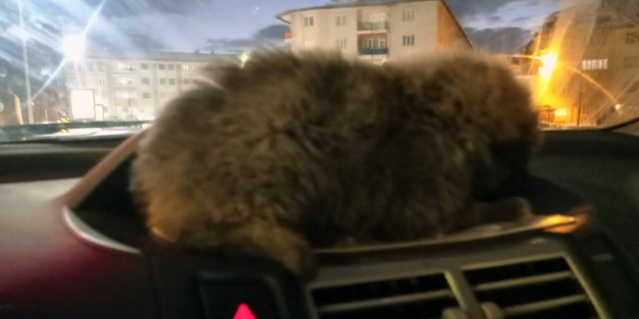 Donmak üzereyken bulduğu yavru köpeği aracının kaloriferinde ısıttı