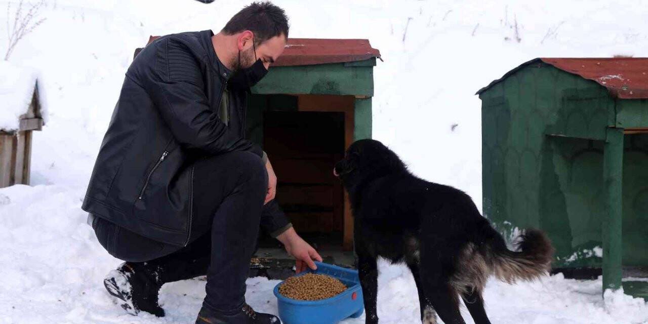 Gümüşhane’de sokak hayvanlarına şefkat eli
