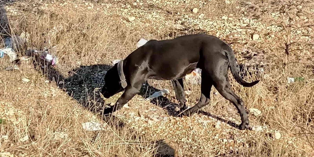 Gaziantep’te sahipsiz pitbull paniği