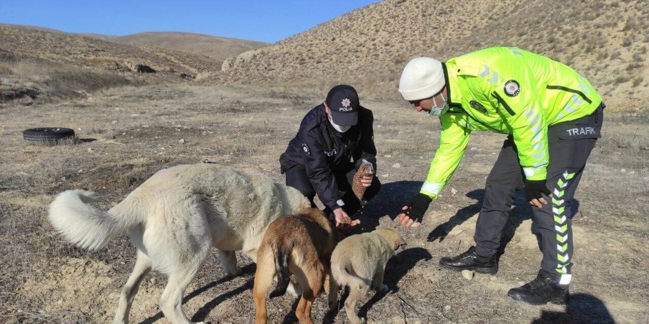 Darende’de yaban hayvanları unutulmadı