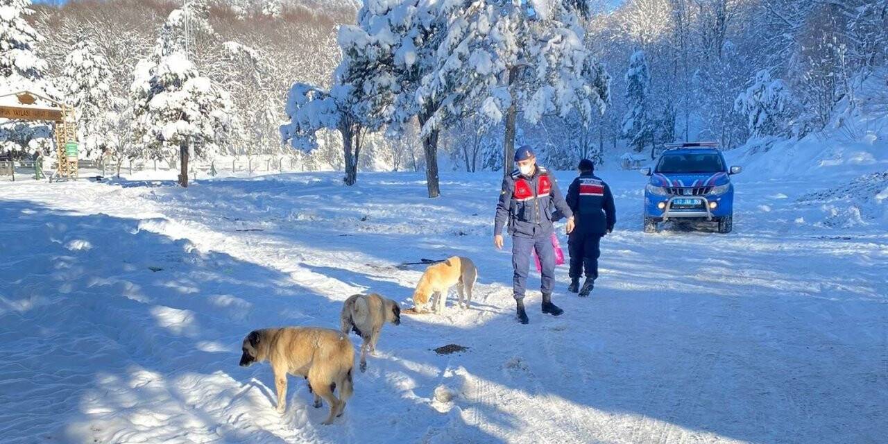 Jandarma, sokak hayvanlarını yalnız bırakmadı