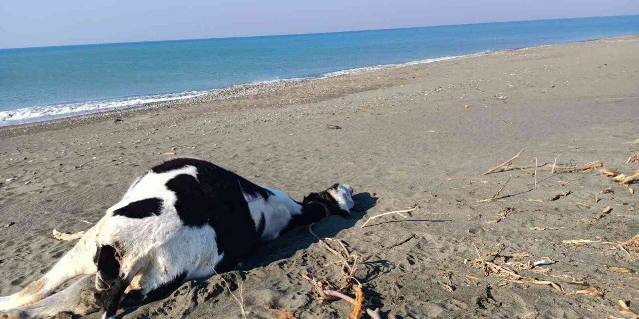 Hatay’da inek ve domuz ölüsü sahile vurdu