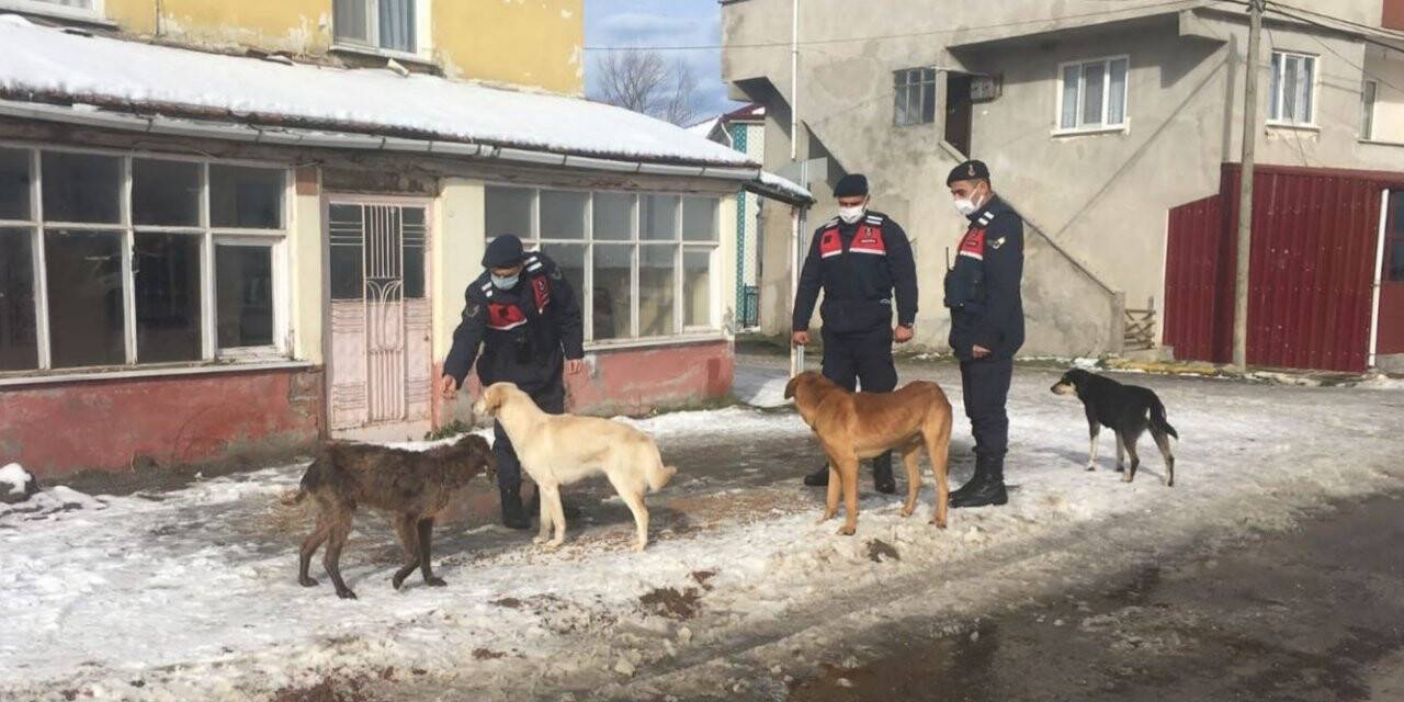 Jandarma sokak hayvanlarını unutmadı