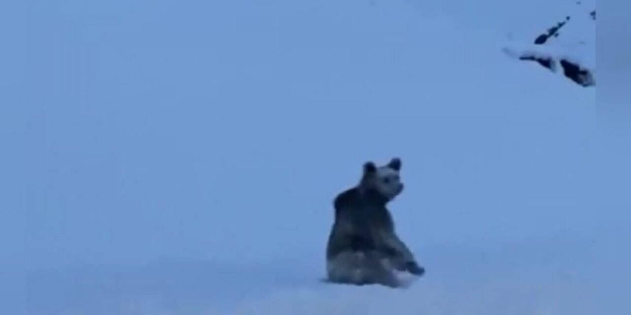 Tunceli’de karlı yollarda boz ayı görüntülendi