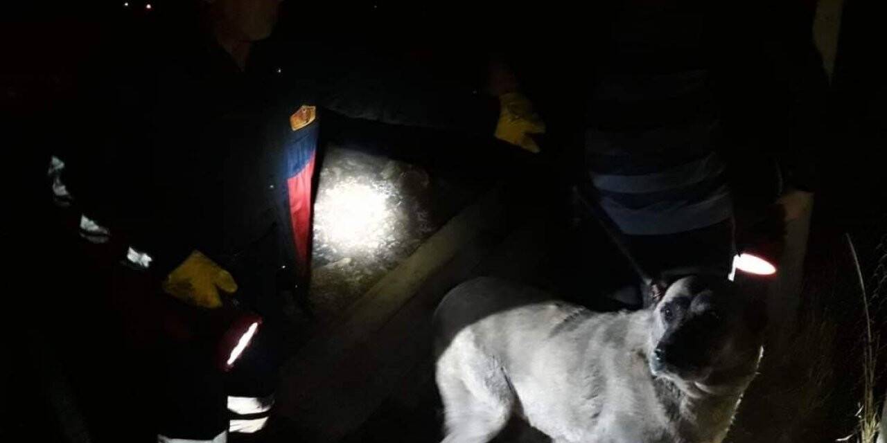 Kuyuya düşen köpek ve yavrusunu itfaiye ekipleri kurtardı