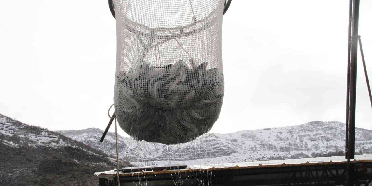 Bingöl’de 325 ton alabalık hasadı yapıldı