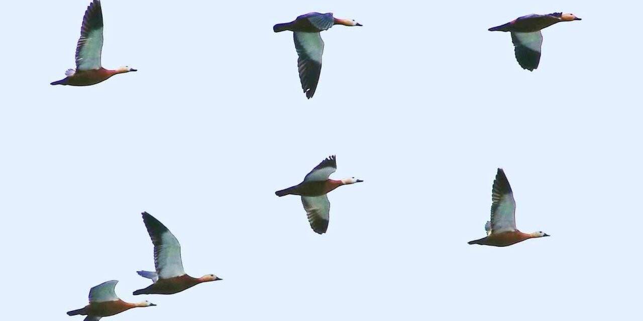 Hersek Lagünü su kuşlarını ağırlıyor