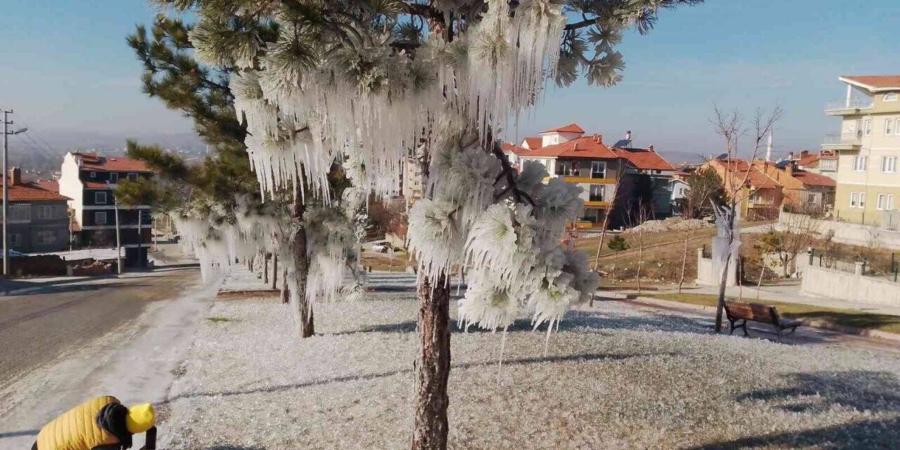 Buz tutan ağaçlar ilginç görüntüler oluşturdu