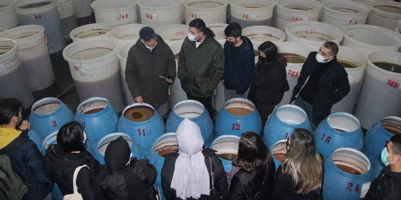 Burhaniye’de üniversiteli gençlerden zeytinyağı fabrikasına teknik gezi