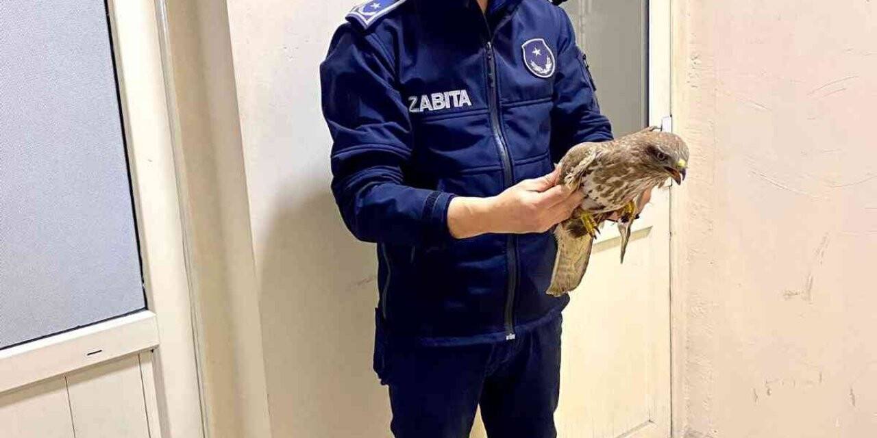 Silahla yaralanan Atmaca tedavi altına alındı