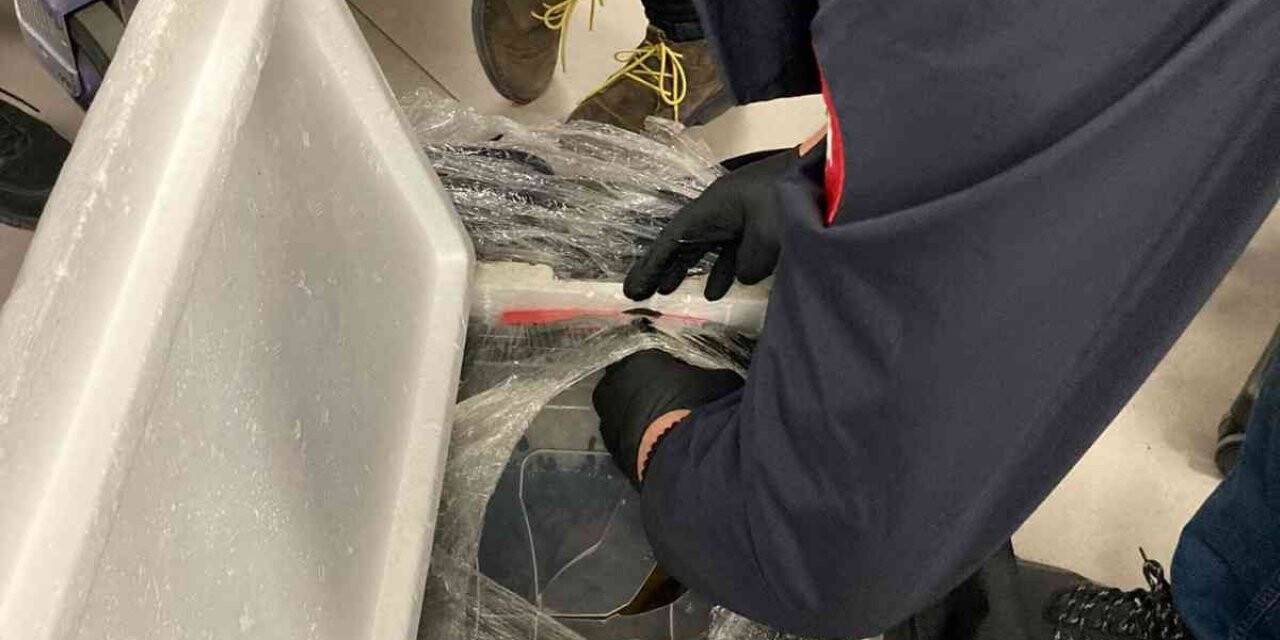 İstanbul Havalimanı’nda 4 bin canlı tıbbi sülük ele geçirildi