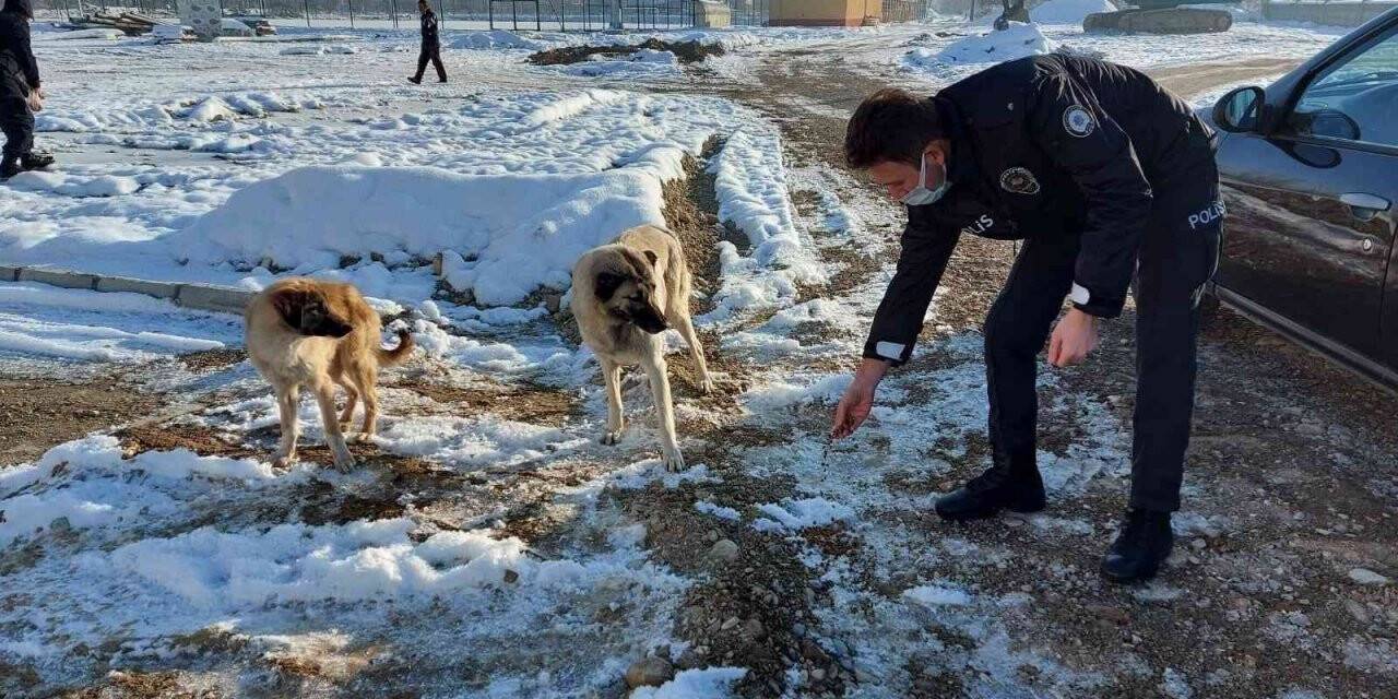 Sinanpaşa’da sokak hayvanlarına yönelik yemleme çalışması yapıldı