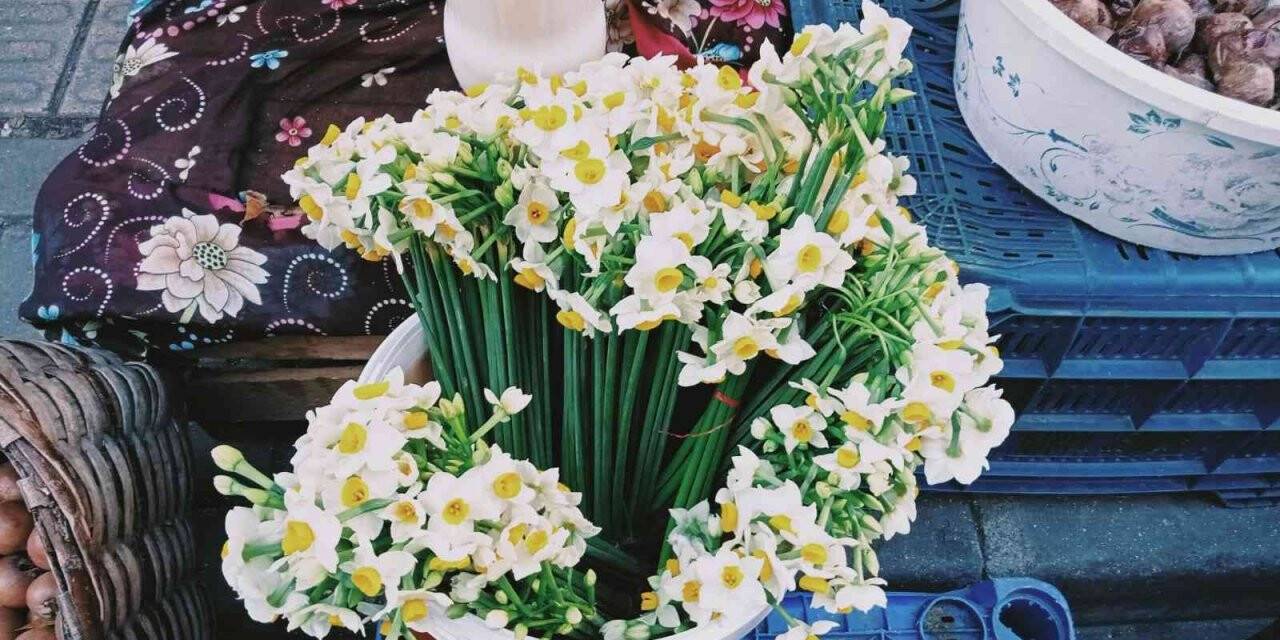 Kastamonu’da nergis gelir kapısı oldu