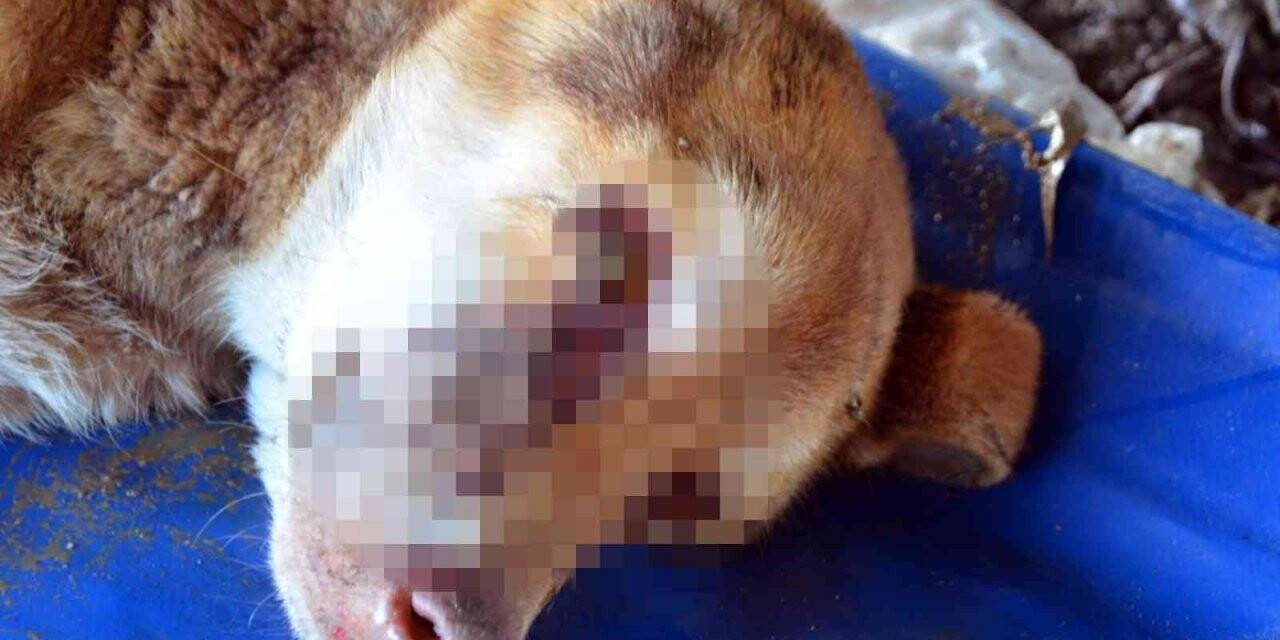 Zonguldak’ta gözleri oyulmuş sokak köpeği bulundu