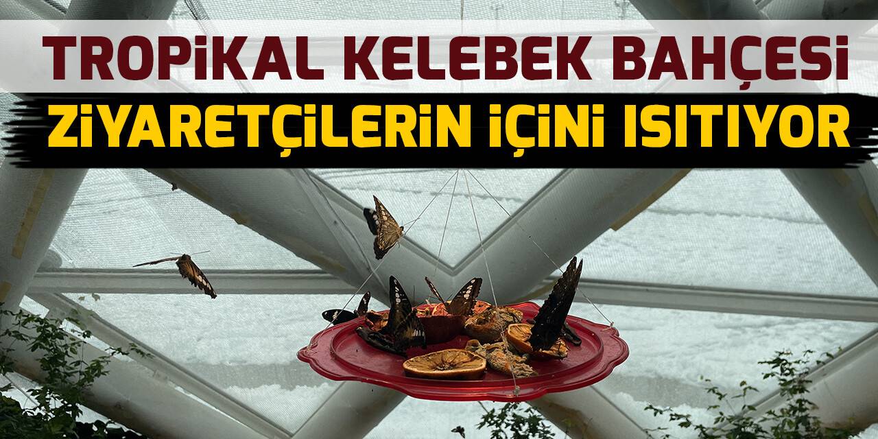 Dondurucu soğuklarda Tropikal Kelebek Bahçesi ziyaretçisinin içini ısıtıyor