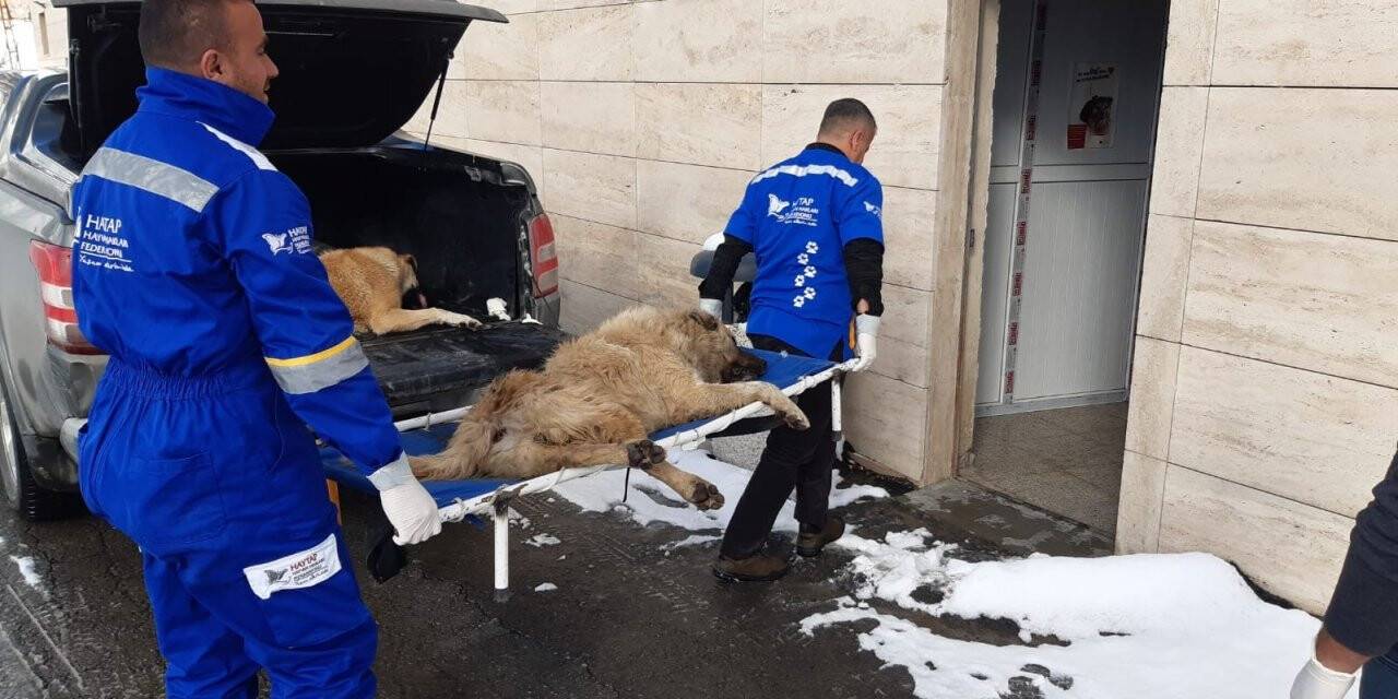 Hakkari’de sokak hayvanlarını kısırlaştırma çalışması