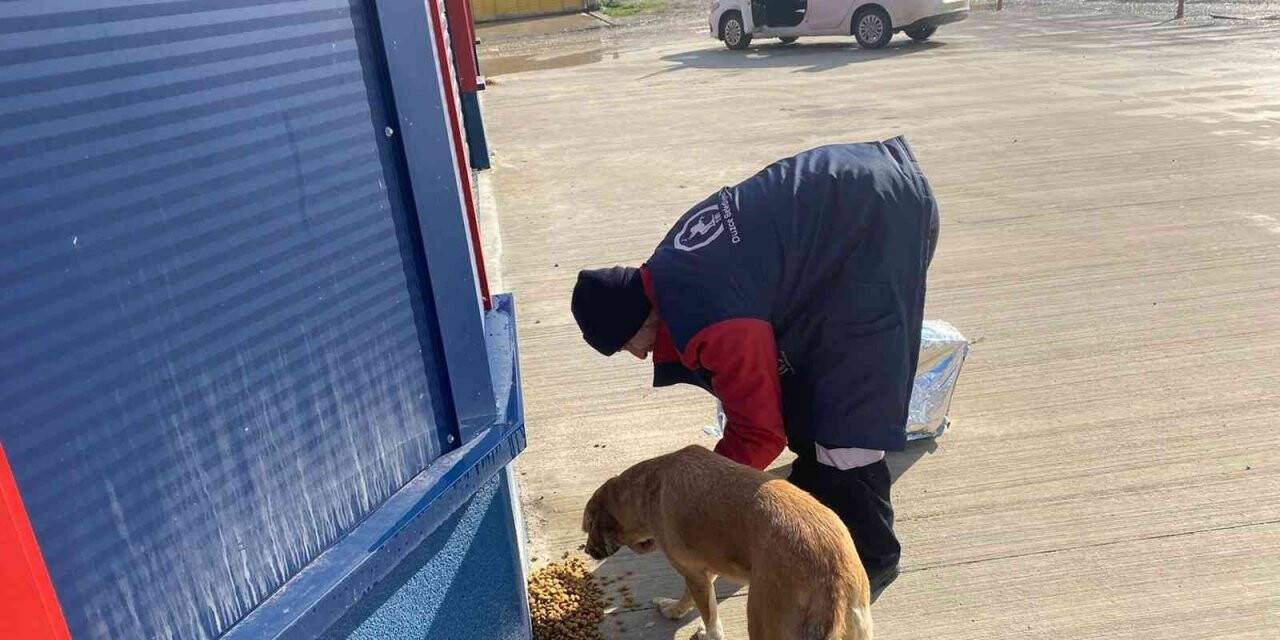 Sokak hayvanlarını elleriyle beslediler