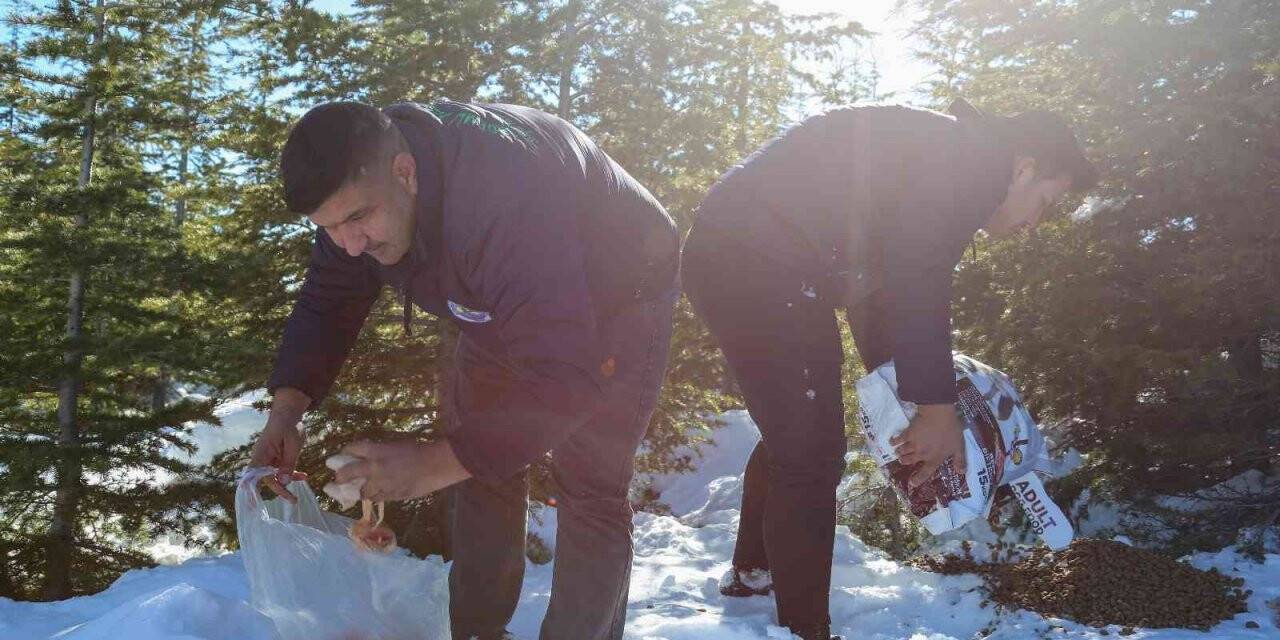 Toros dağlarında yaban hayvanlarına yem