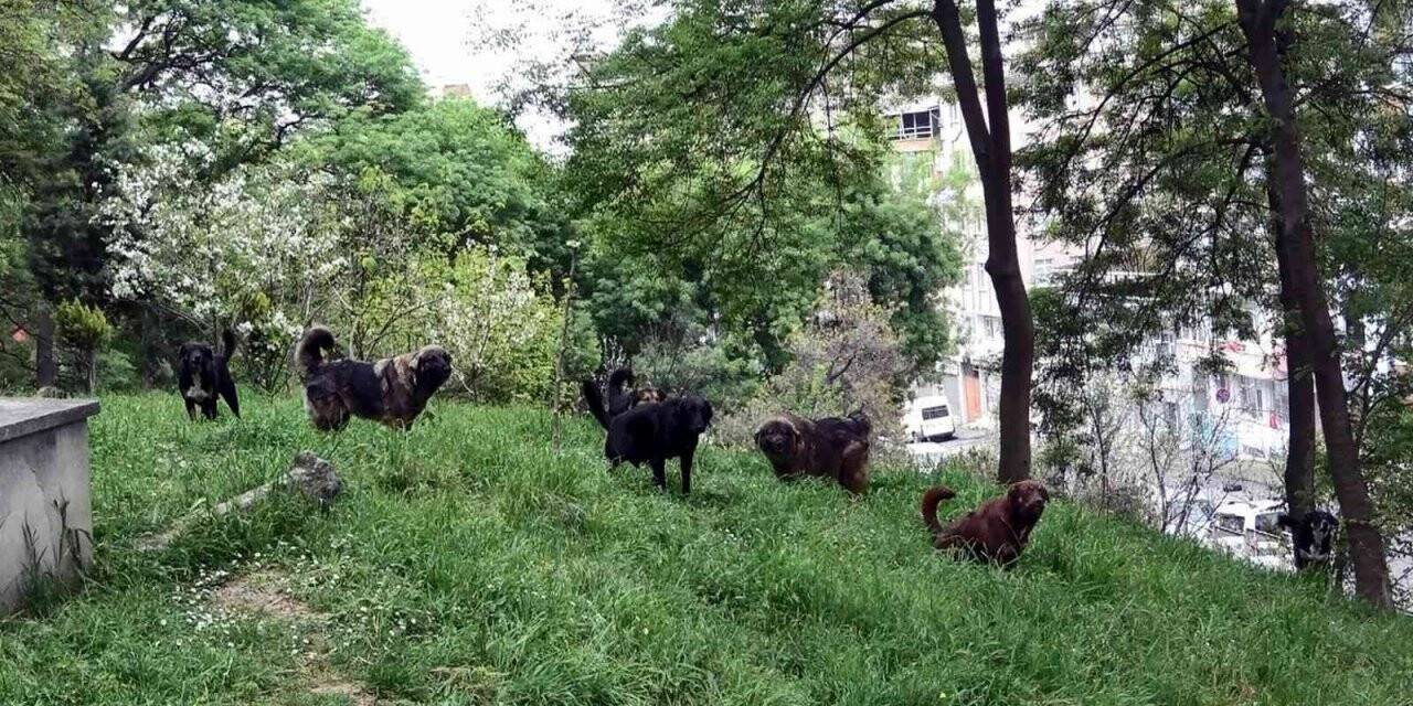 Prof. Dr. Şağdan Başkaya: “Başıboş köpeklerle ilgili yasal düzenleme şart”
