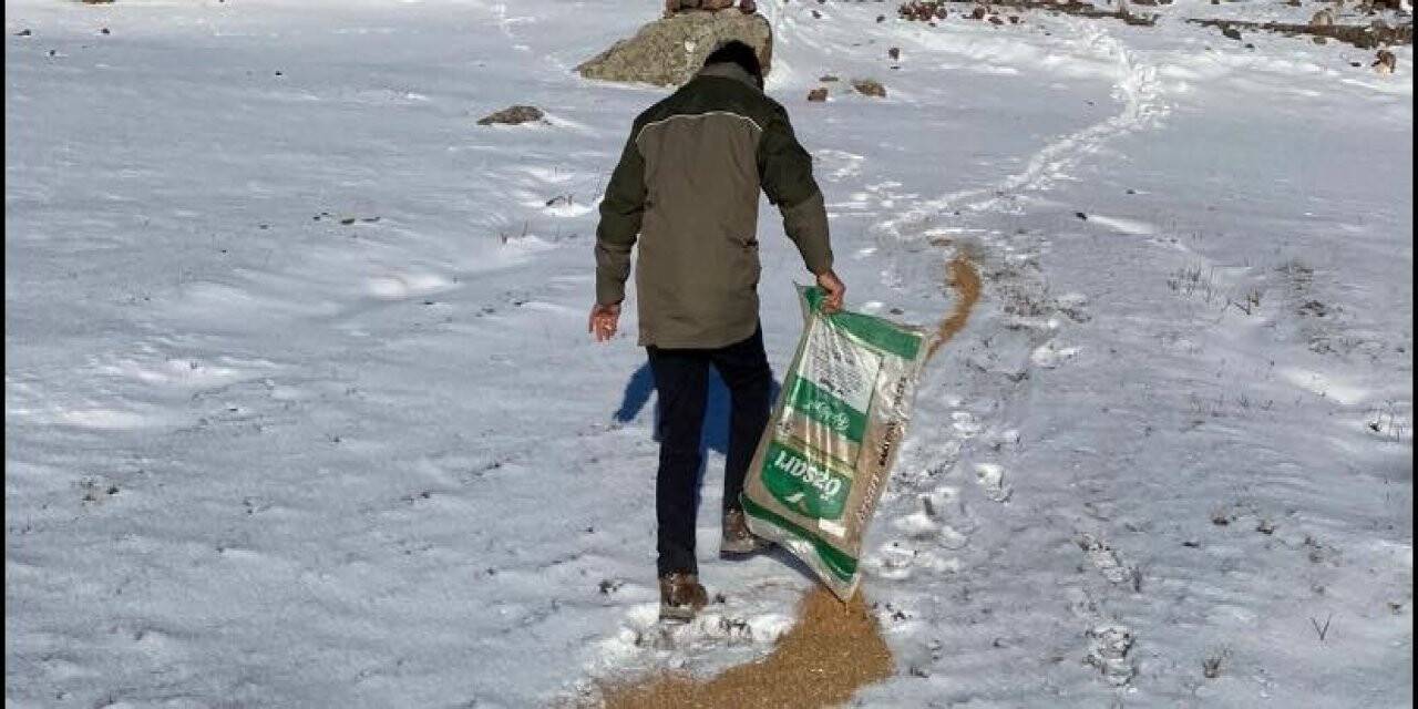 Yaban hayvanları için doğaya yem bırakıldı