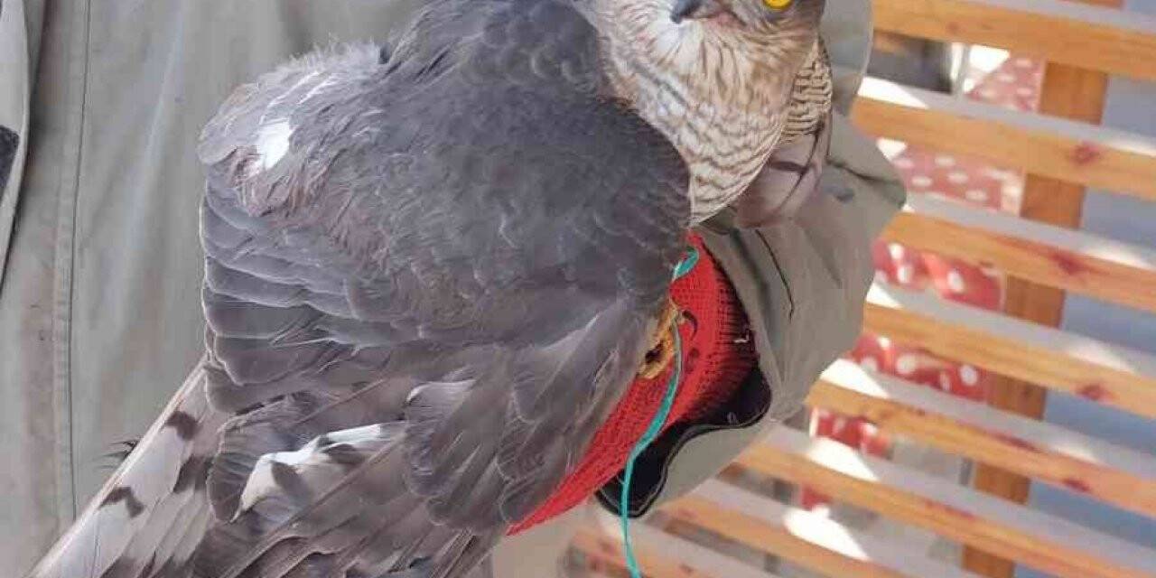 Yaralı atmaca muhtarlığa teslim edildi