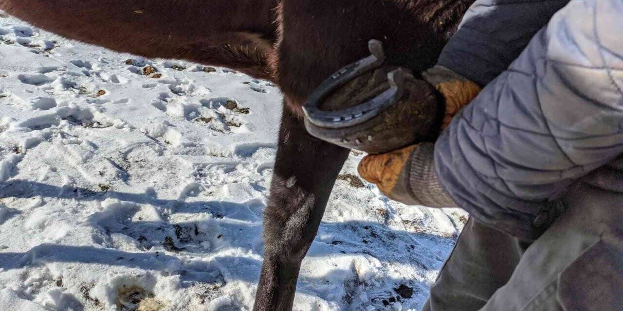 Çıldır Gölü’nde atlara "kış lastiği"