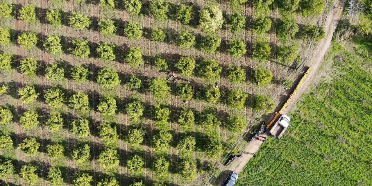 Portakal üreticisi aracıdan dertli