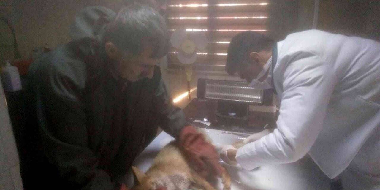 Bitkin halde bulunan tilki tedavisinin ardından doğaya salındı