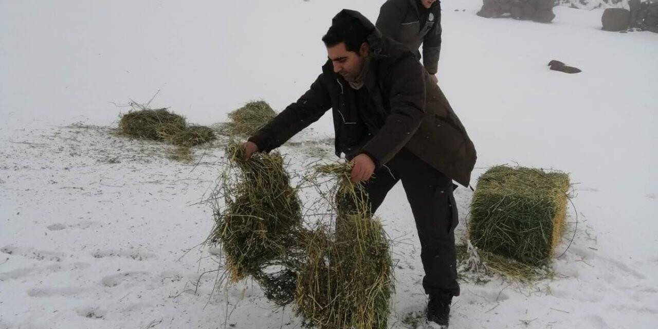 Yaban hayatı için doğaya yem bırakıldı