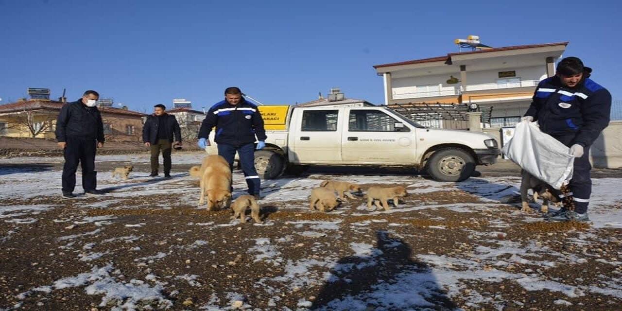 Niğde sokak hayvanlarına mama dağıtıldı