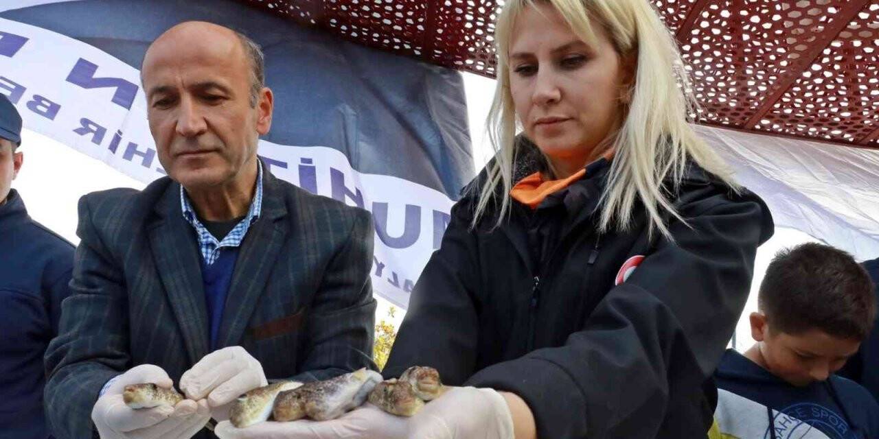 Balıkçılar, korkulu rüyası haline gelen balon balığını yakalamak için yarıştı