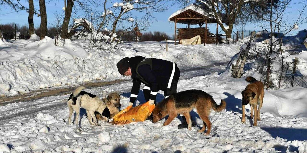 Sahipsiz hayvanlar emin ellerde