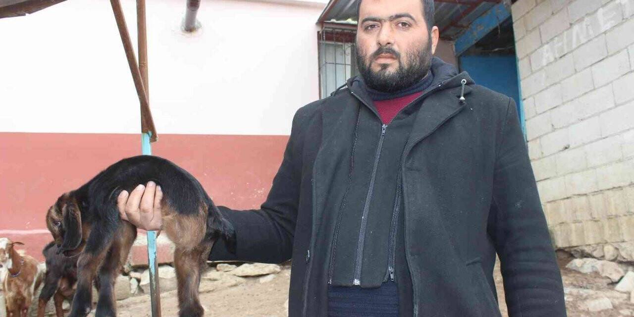 Kilis’te 3 ayaklı oğlak görenleri şaşkına çeviriyor