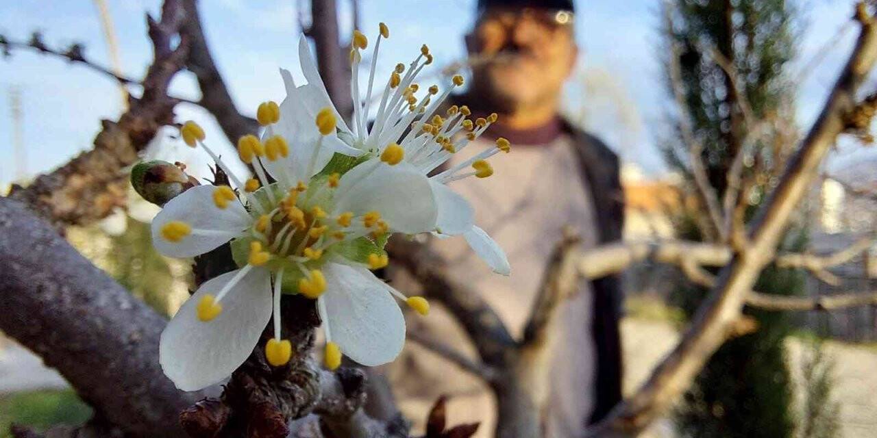 Samsun’da erik ağacı Aralık ayında çiçek açtı