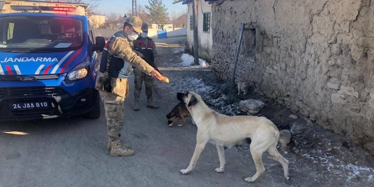 Jandarmadan sokak hayvanlarına mama ve su desteği