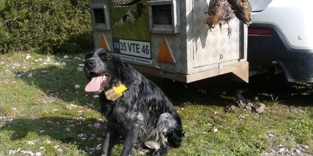 Kaybolan av köpeği iki günlük arama sonunda bulundu