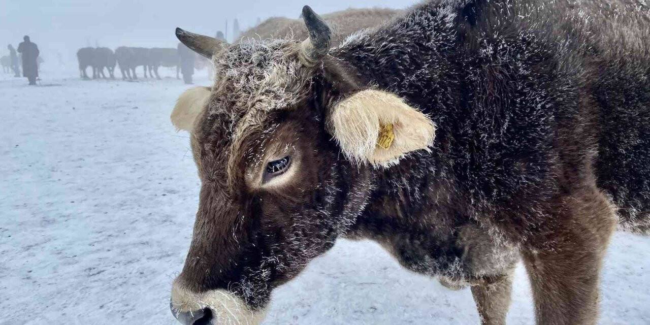 Ağrı dondu, hayvanlar buz kesti