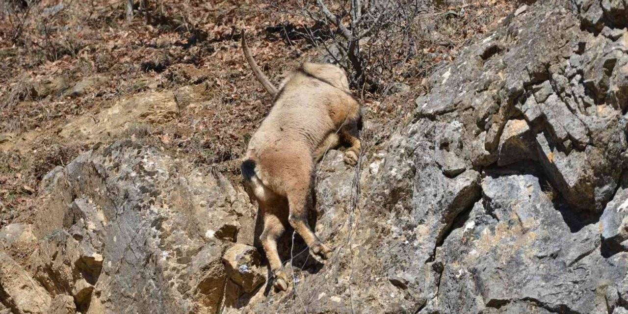 Tunceli’de koruma altındaki yaban keçisi ölü bulundu