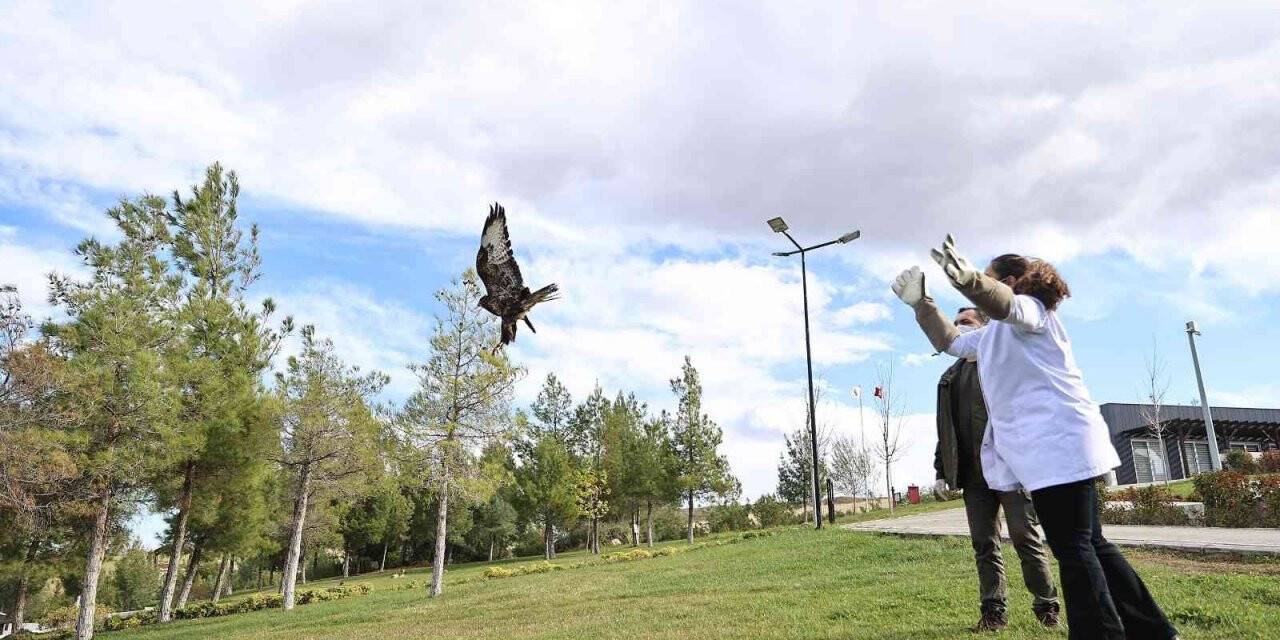 Tedavi edilen baykuş ve kızıl şahin doğaya salındı