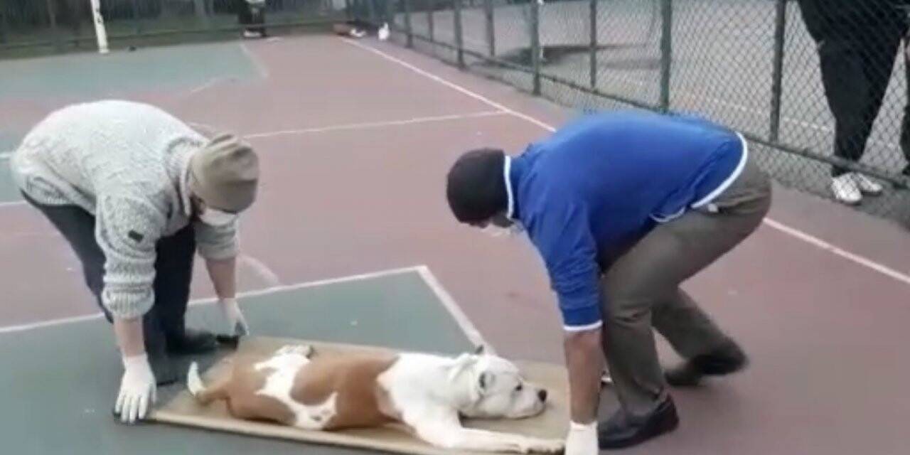 Sultangazi’de basketbol oynayan iki çocuğa pitbull cinsi köpek saldırdı