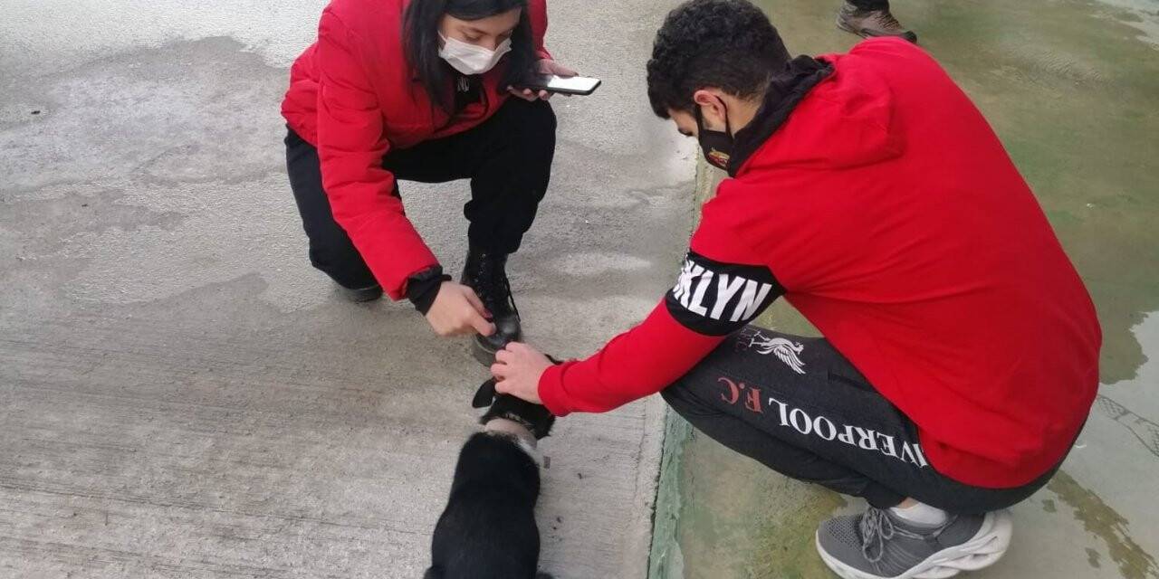 Öğrenciler sokak hayvanlarıyla ilgilendi