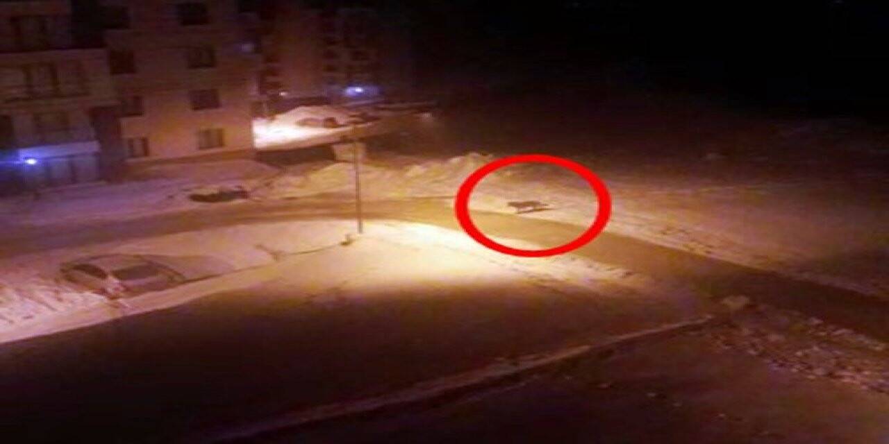 Aç kalan kurt yerleşim alanına indi